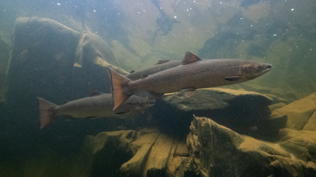 Atlantic salmon swimming in the Sandy River watershed in Maine.