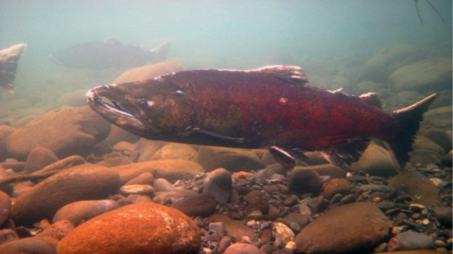 Chinook salmon underwater.