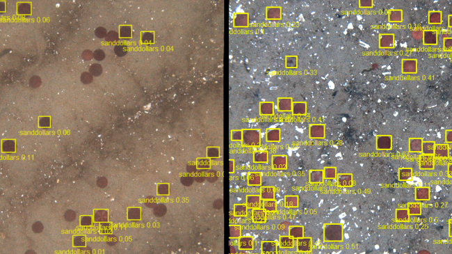 Two images are side-by-side. Each image of the sea floor looks like sand with shell fragments and some darker circles that are identifiable as sand dollars if you zoom in. In the first photo, there are squares around some of the dark circles, but many were not "seen" and identified by the computer. The confidence numbers are almost all under .10. In the right photo, all of the dark circles are identified as sand dollars and the confidence values are much higher.