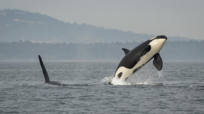 Southern Resident killer whale J16 breaches near San Juan Island in Washington while J26 swims nearby. 