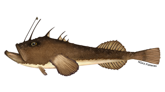 Illustration of a monkfish.