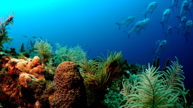 A coral reef with various species and swimming fish.