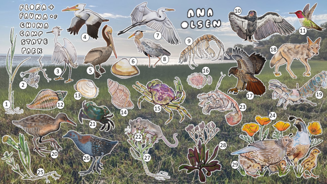 Twenty nine small illustrations of a wide variety of plant and animal life that have been cut out and arranged overtop a background photo of the marsh. The illustrations are detailed in ink and colored in a realistic style