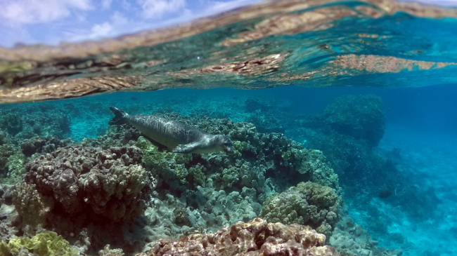 A monk seal swims among submerged coral reefs with the blue sky above the water.