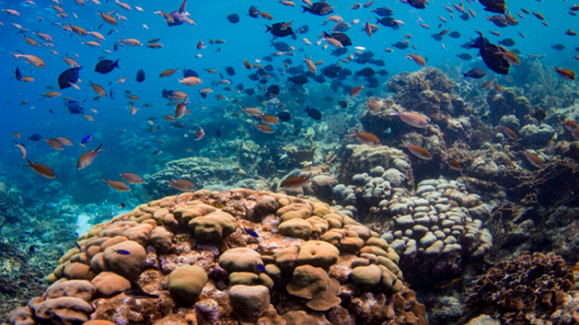 Fish swim above a coral reef in the Caribbean. 