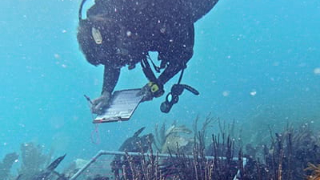 Scuba diver conducting underwater research
