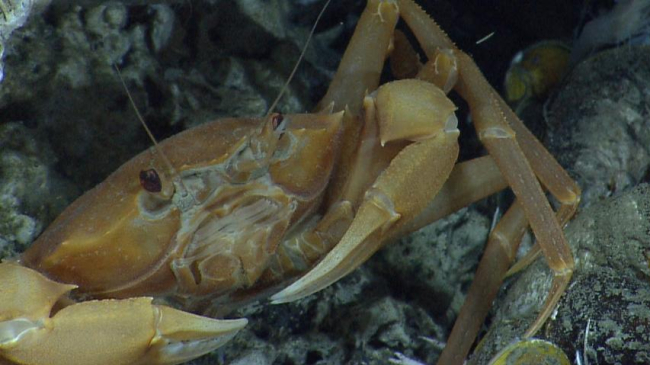 A chaceon crab below methane hydrate and on top of large mussels. Gulf of Mexico 2014 Expedition.