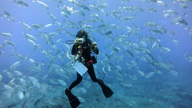 Diver conducts survey.