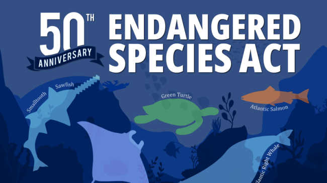 Illustration showing varying fish species celebrating 50 years of the Endangered Species Act.