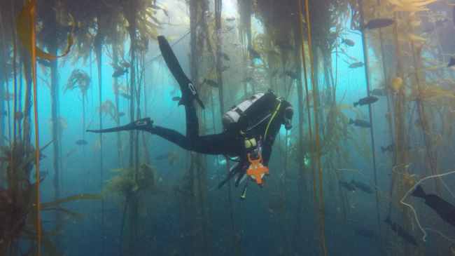 A diver swims through a kelp forest in Monterey Bay National Marine Sanctuary. NOAA is investing $7 million from the Inflation Reduction Act to build a new office space, within a new science building planned for construction at California State University, Monterey Bay (CSUMB). The new facility would enhance collaboration with CSUMB in its applied programs like seafloor mapping, kelp forest restoration, agriculture businesses, and sustainable tourism.