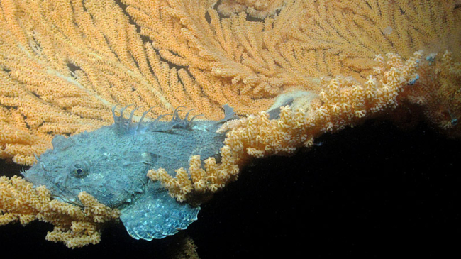 This sculpin was observed resting on a large red tree coral during a 2016 expedition in Glacier Bay National Park. Red tree corals have been shown to be the foundation of diverse deepwater communities in Alaska and are one of the types of corals we hope to see during the Seascape Alaska 3: Aleutians Remotely Operated Vehicle Exploration and Mapping expedition. 