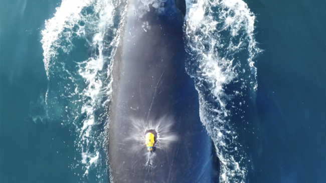 A suction cup tag drops onto the back of a North Atlantic right whale. The photo was taken by the drone that deployed the tag (Permit #24359).