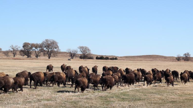 Photo of the Rosebud Sioux Tribe buffalo herd grazes on the Wolakota Buffalo Range on the land of the Sicangu Oyate in South Dakota.
