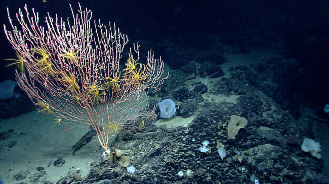 Photo showing a colony of bamboo coral with crinoids on Mytilus Seamount, which is within both the Northeast Canyons and Seamounts Marine National Monument and the Georges Bank Deep-Sea Coral Protected Area. Credit: NOAA Ocean Exploration, Northeast U.S. Canyons Expedition 2013.
