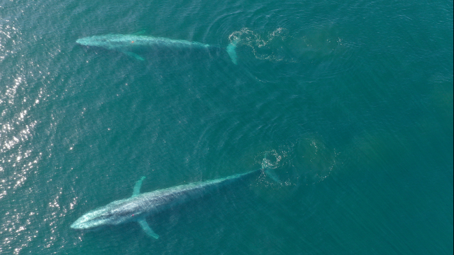 Two tagged blue whales swim in Monterey Bay in 2016. NMFS permit 16111. 