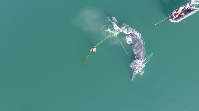 The team approaches the whale with specialized tools to remove the gear. This aerial drone image shows the complexity of the entanglement through the mouth and wrapped around the flukes. Taken under NOAA MMHSRP Permit No. 24359