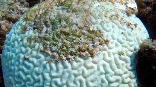 This image shows a bleached brain coral. When bleaching occurs, a microscopic algae that lives inside of corals either dies or is expelled by the coral. The algae is what gives corals their colors.