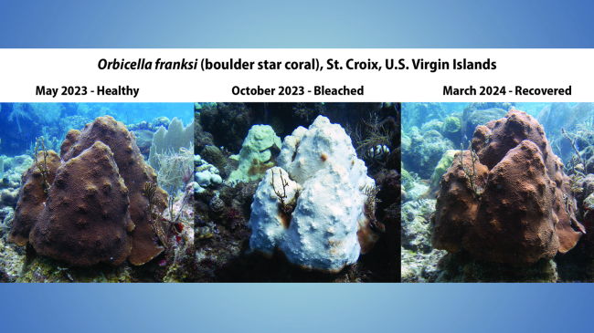 Image showing a three-panel image shows a boulder star coral in St. Croix, USVI, as it shifted from healthy (May 2023), to bleached (October 2023), to recovered (March 2024), following extreme marine heat stress throughout the Caribbean basin in 2023.