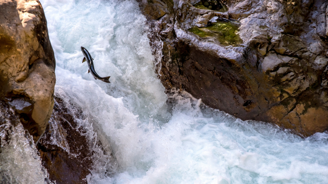 Photo of a coho salmon swims up the Sol Duc river on the Olympic Peninsula. Credit: Adobe Stock.