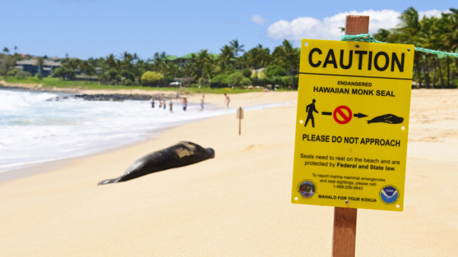 A Hawaiian monk seal laying on a beach. The sign in the foreground instructs people to walk a safe distance around the seal. 
