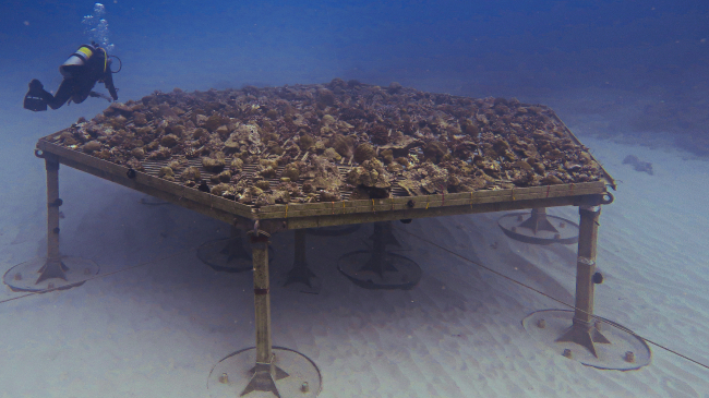 NOAA's new type of coral nursery uses fully formed coral colonies rather than small fragments.