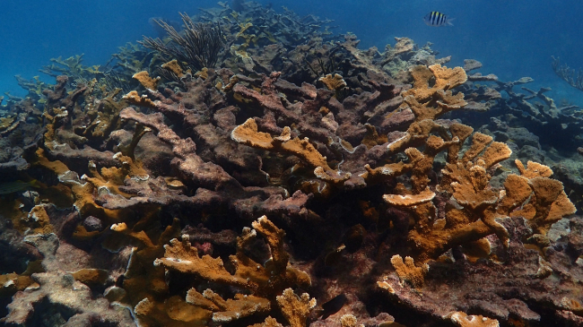 A thicket of elkhorn coral, most of it dead, at Looe Key Reef, shows the need for this restoration effort.