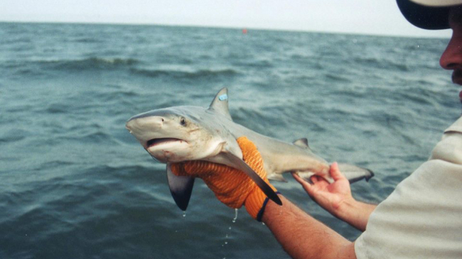 NOAA Fisheries scientist Dr. Tobey Curtis holds a bull shark pup. Tobey helped tag this shark so he and other scientists can monitor its movements. Research like this helps us learn more about sharks, so we can best monitor and manage shark populations.