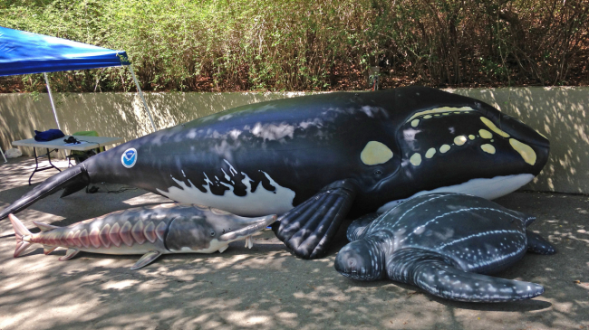 An inflatable North Atlantic right whale, leatherback sea turtle, and Atlantic sturgeon on the sandy ground. The whale has a NOAA logo on it's fluke.