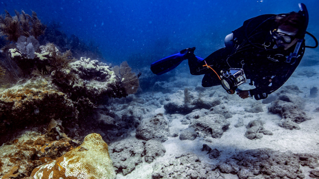 A NOAA diver surveys the progression of stony coral tissue loss disease in Florida Keys National Marine Sanctuary, July 2019.