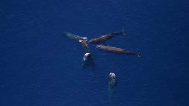 Aerial photo of sperm whales, which are found in the Gulf of Mexico