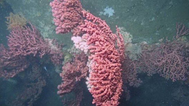 Large colonies of bubblegum coral make the canyon walls their home. NOAA, BOEM and USGS worked together to study deep sea coral ecosystems as part of the Atlantic Canyons expedition. (Image courtesy of Deepwater Canyons 2013)