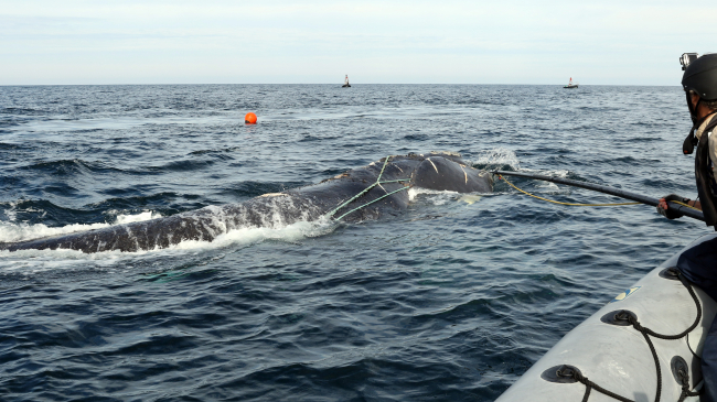 Trained personnel from the Georgia Department of Natural Resources responded to an entangled North Atlantic Right Whale in 2017 Permit 18786-02. 