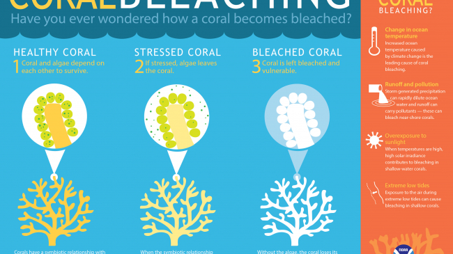 Coral bleaching infographic - high resolution