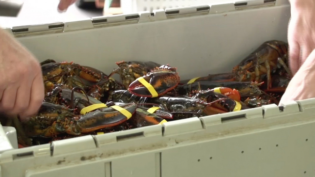 Fresh-caught Maine lobsters. Still image from video footage by Jeff Dobbs. Used with permission.
