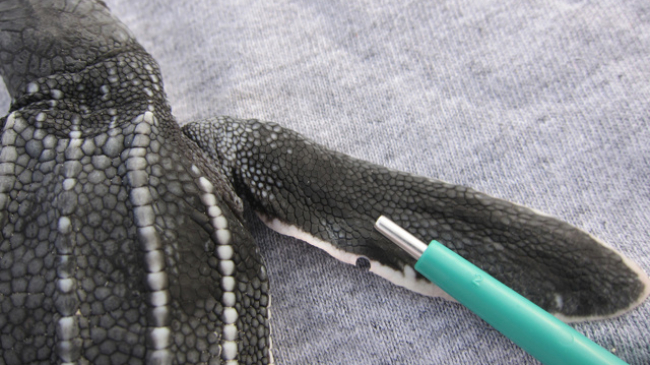 A hatchling with a pen helping to show the size and location of the skin biopsy on the front flipper.