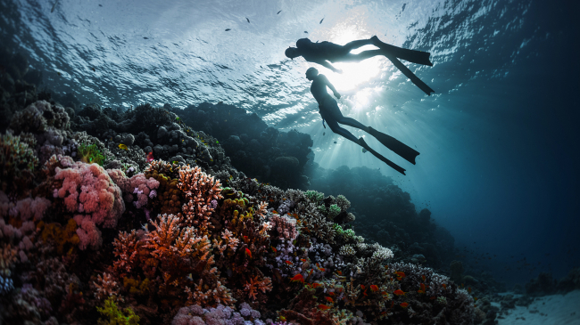 Two free divers gaze at a large grouping of corals.