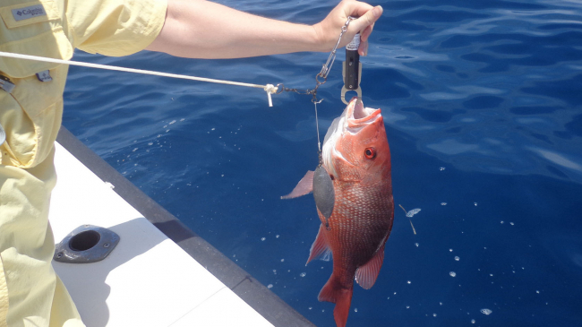 A red snapper is released by Sea Grant researchers during a trip to test descending devices.