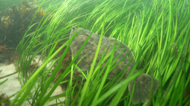 Flatfish in seagrass, one type of essential fish habitat. These essential habitats include waters and substrate necessary to fish for spawning, breeding, feeding or growth to maturity. NOAA Fisheries is tasked with preventing, mitigating, or minimizing impacts that reduce quality and/or quantity of essential fish habitats. 