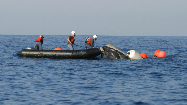 Florida Fish and Wildlife Commission partners disentangle a North Atlantic right whale.