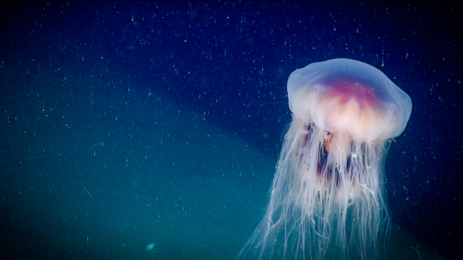 This medusa belongs to the genus Cyanea, a jellyfish well-known to bloom and occur in large numbers in surface waters.