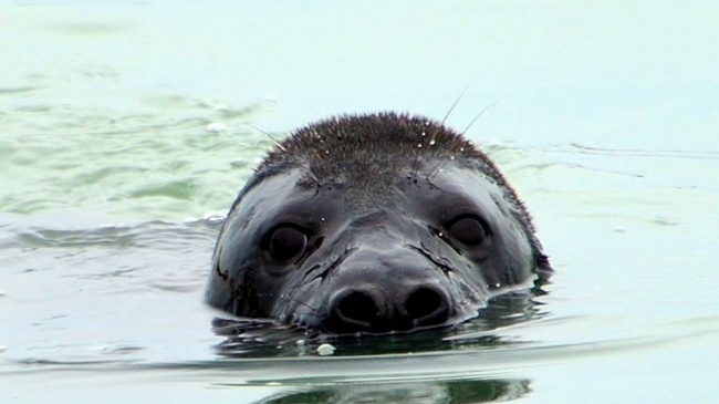 This gray seal pup was first spotted in Virginia.