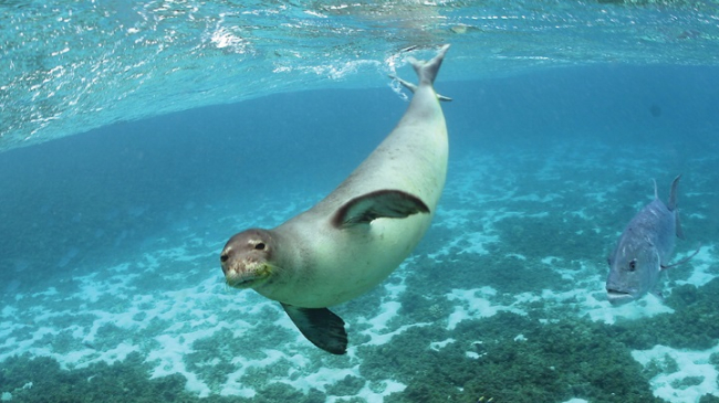 Hawaiian Monk Seal, swims in the Papahanaumokuakea Marine National Monument