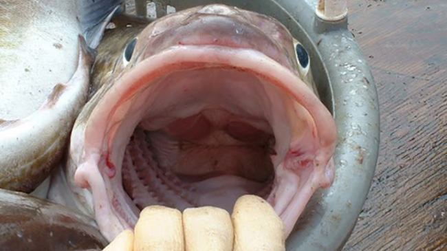 Inspecting cods' stomachs for prey can yield needed information for scientists.