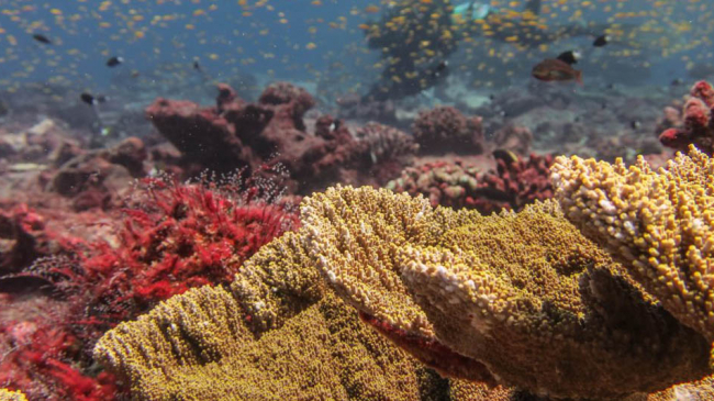 Coral reef colonies near Jarvis Island.
