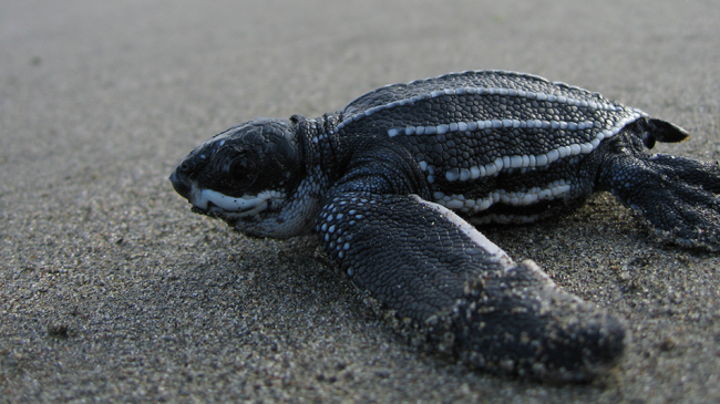 Leatherback turtle hatchling.