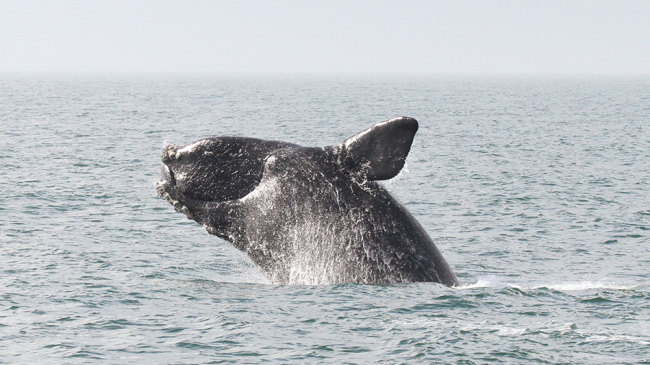 A North Atlantic right whale is seen breaching. It is one of the most endangered whales in the world.