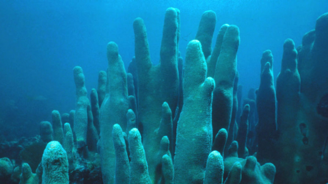 Pillar coral (Dendrogyra cylindrus) is rare in the Florida Keys.  
