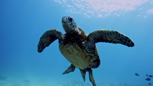 A green sea turtle swims in the ocean. 