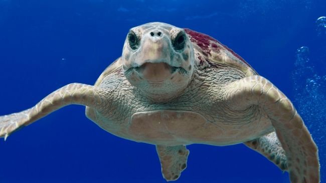 Sea Turtles National Oceanic And Atmospheric Administration