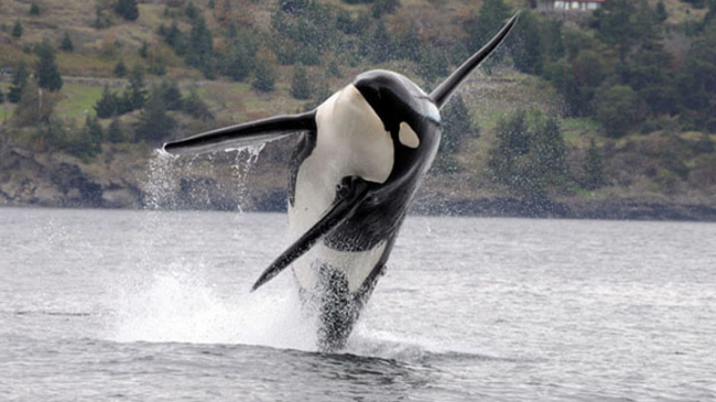 A Southern Resident killer whale leaps into the air. The Southern Residents are an endangered population of fish-eating killer whales. 